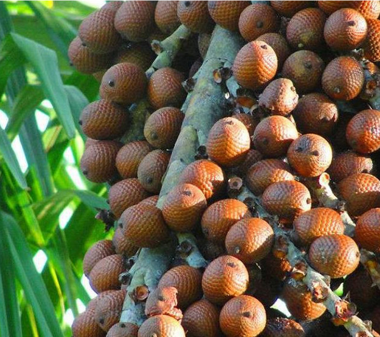 世界上很少见的四种水果 很多人都没有吃过