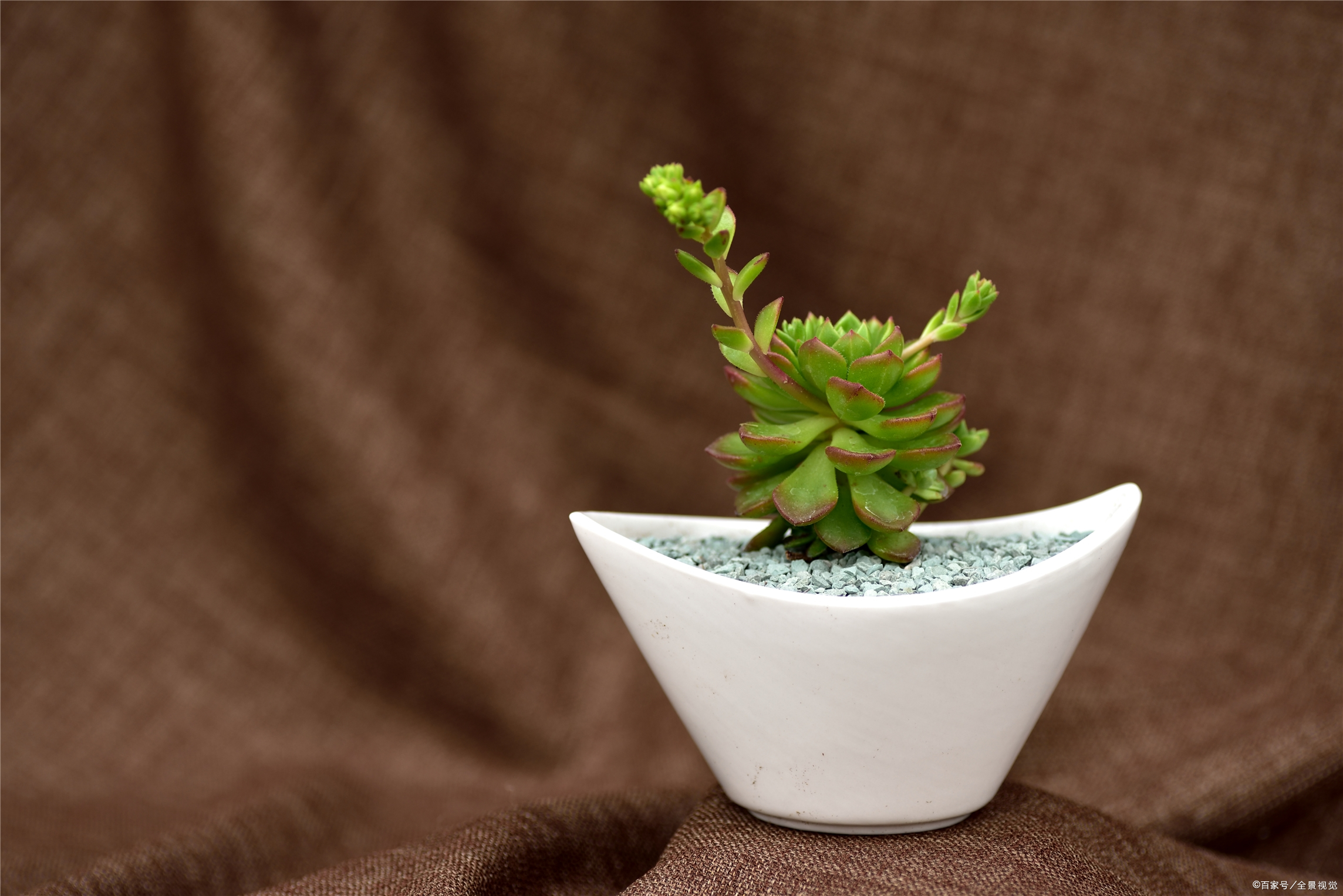 如何培养多肉苗 - 2020年最新商品信息聚合专区 - 百度爱采购