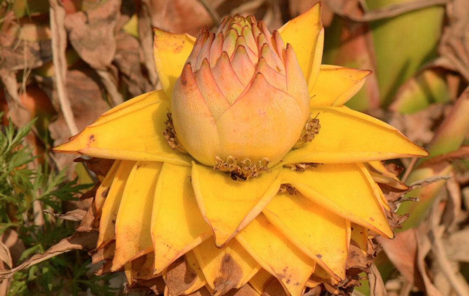 这种花卉是佛教的"五树六花"之一,中国特有,不仅好看而且好吃