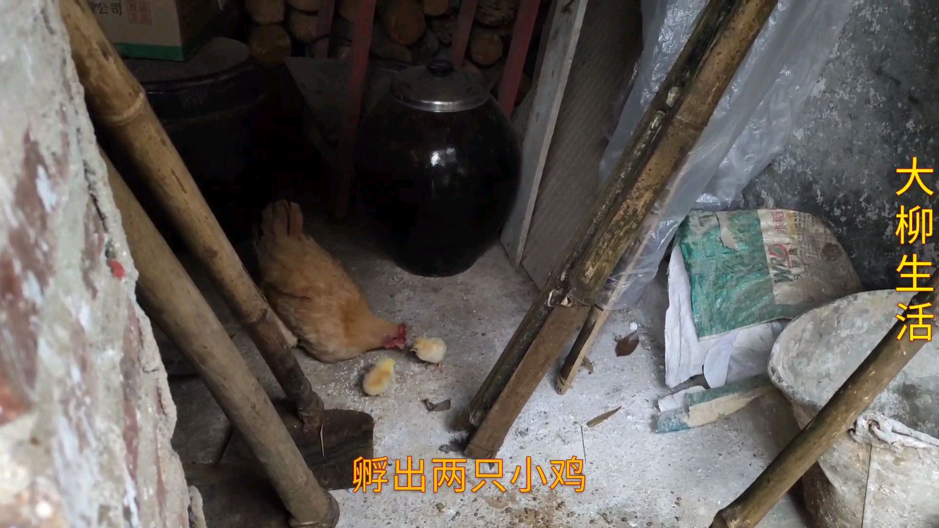 正宗土鸡广西三黄鸡,孵化率好低啊!这公鸡不给力呀