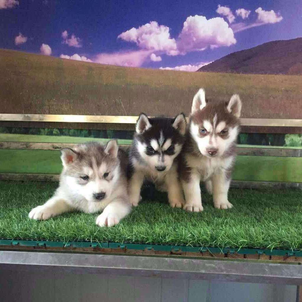 宠物天地是什么?