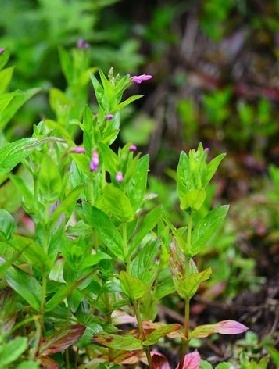 毛脉柳叶菜知识免费科普,看一看你了解多少?
