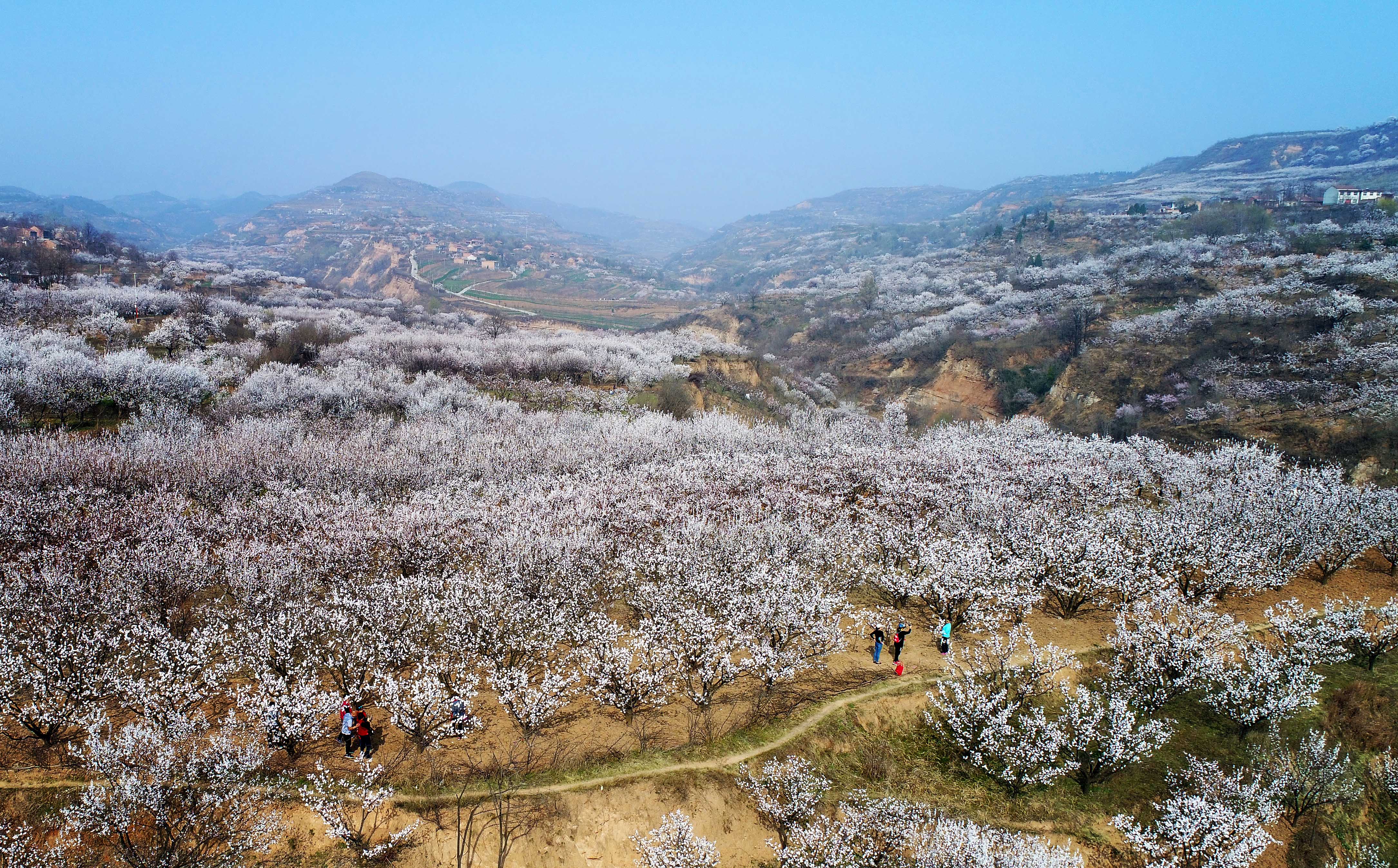陕西蓝田:杏花谷里杏花繁(2)