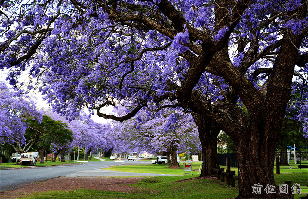 一条林荫小路,两旁不慢了紫色的花朵,地上长满了绿色的植被,超级耐看.