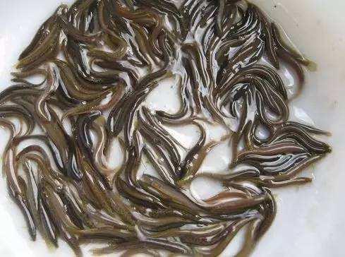 半年可以钓空一个水库的泥鳅党,最初起源竟然是放生会的放生