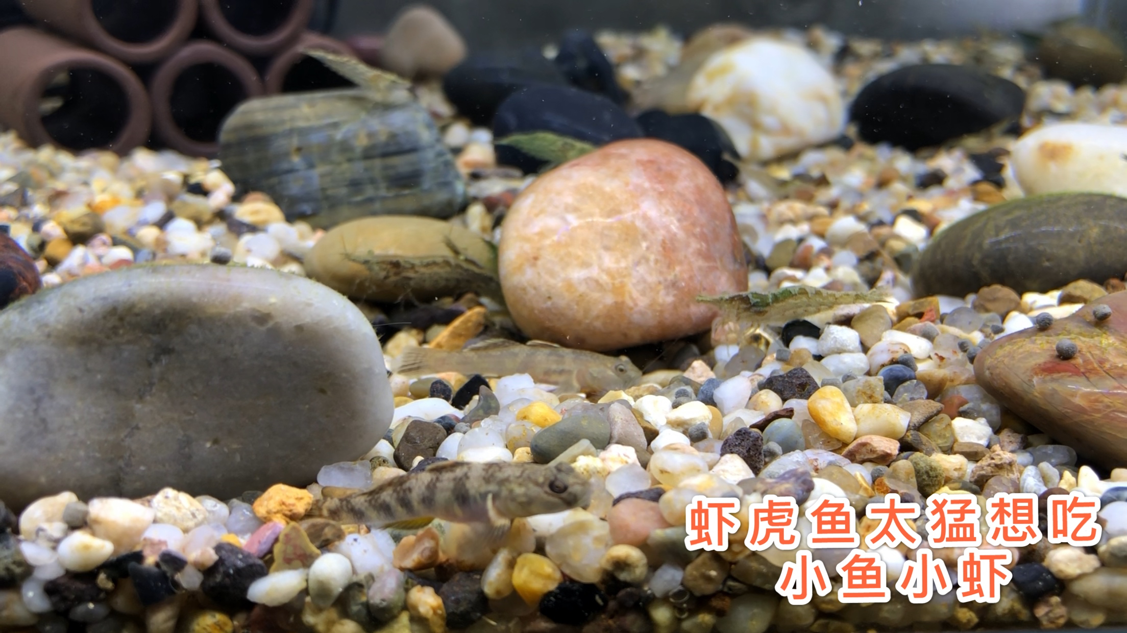 花了2.88元买的30条鲫鱼苗放原生态鱼缸里,小鱼小虾养的真好