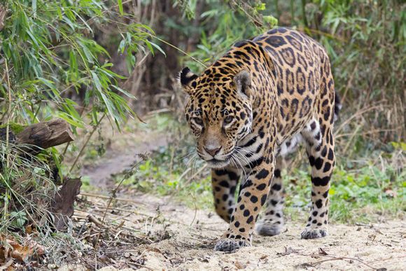 十大陆地纯肉食猛兽战力排行