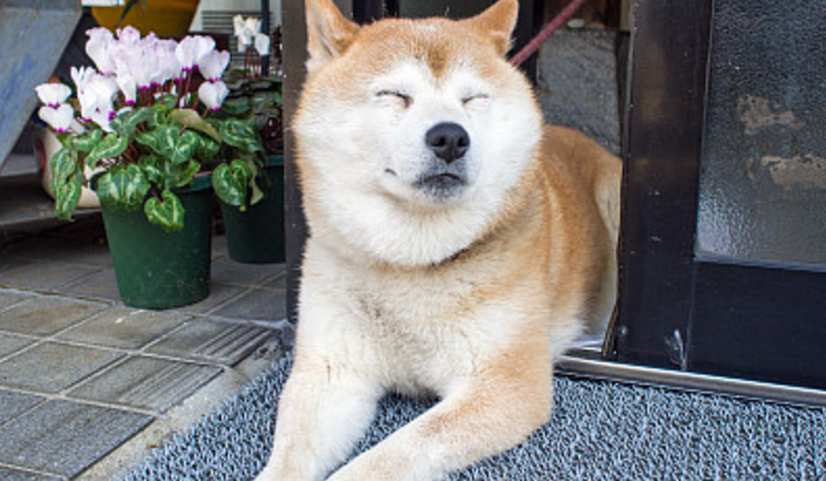 秋田犬头部大而宽,脸部表情较为丰富.身体机构紧凑,有力,骨架结实.