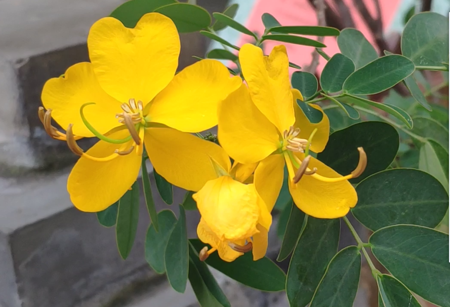 单独几朵是这样的,叶子像一种含羞草.