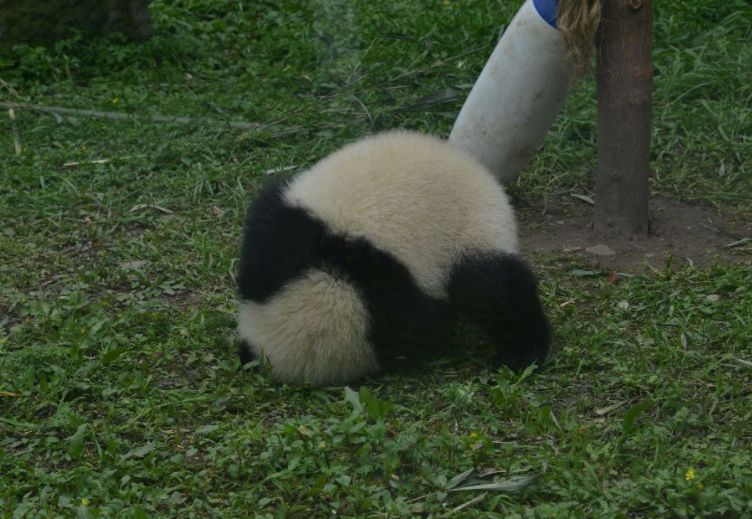 这小熊猫是在练习翻跟头?高难度动作啊