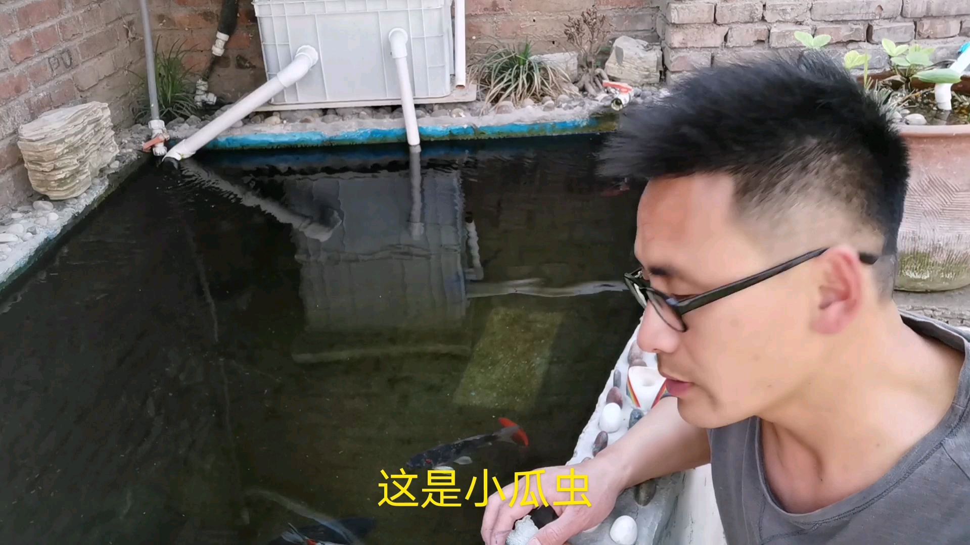 鱼池的锦鲤得了白点病,老乡直接这样下药,不知道效果怎么样
