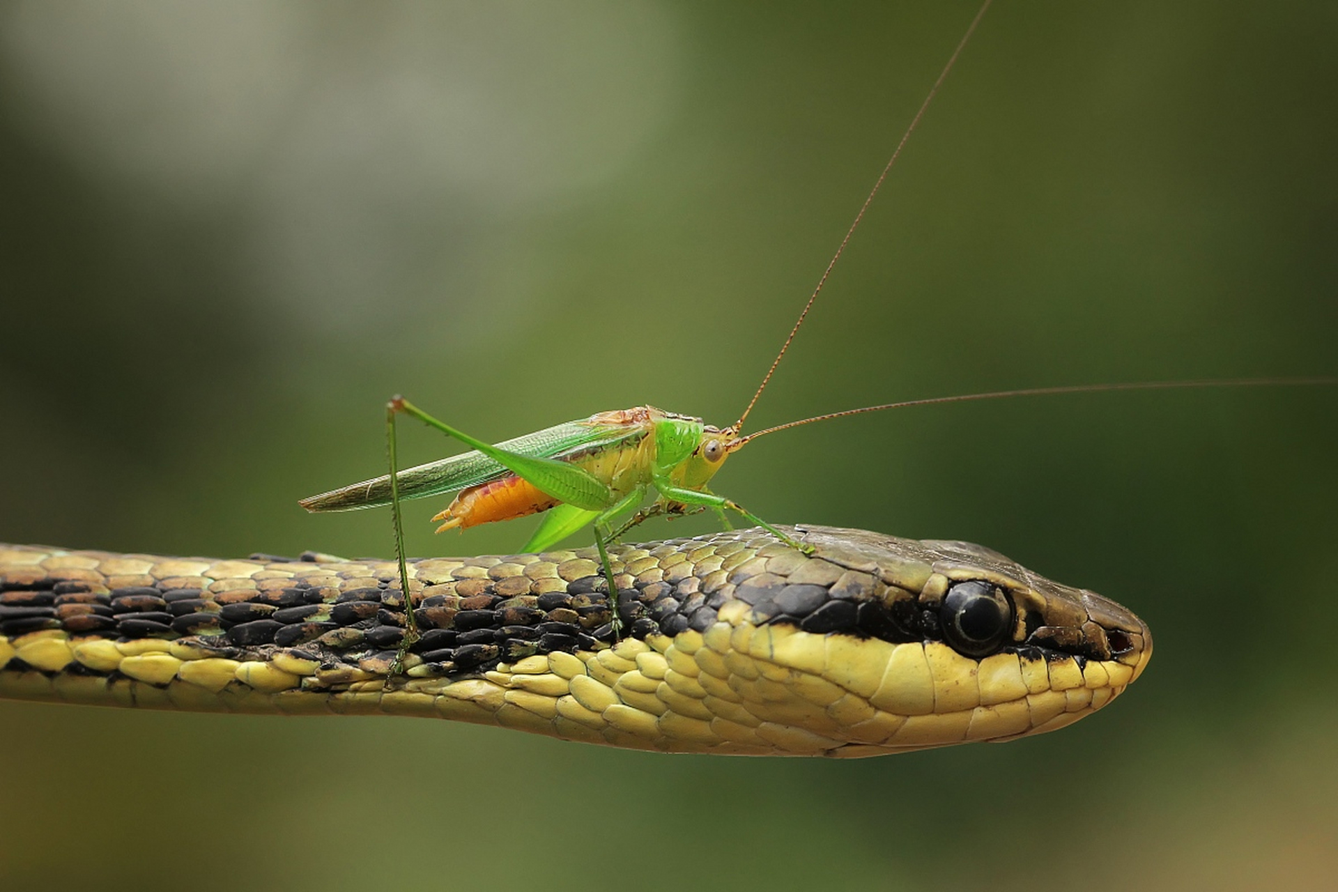 蚱蜢是一种昆虫,有着细长的身体和褐色的硬壳.