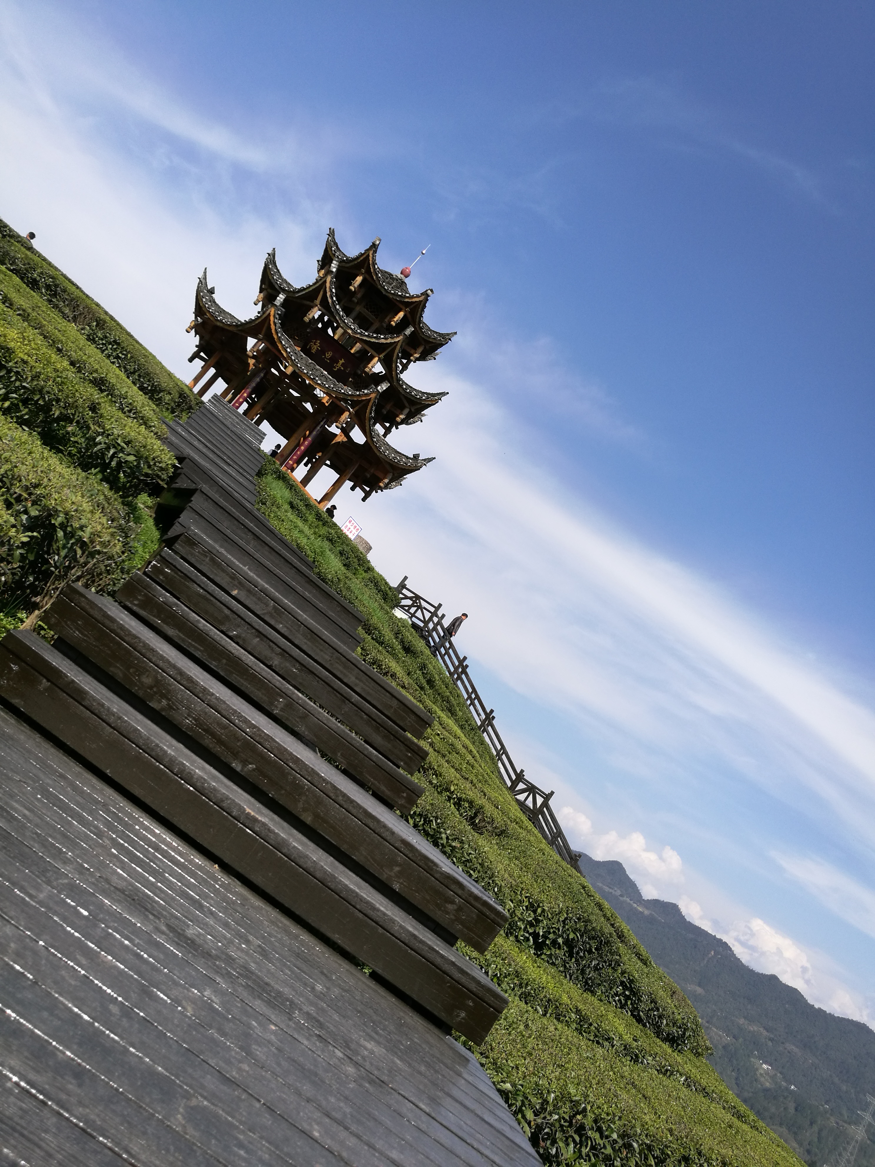 这就是茶山上的大茶壶