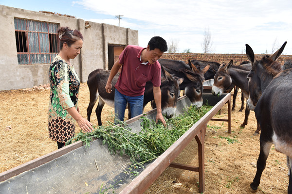 在和静县哈尔莫敦镇乌兰尕扎尔村农民努尔_古丽(左)的驴圈,村干部