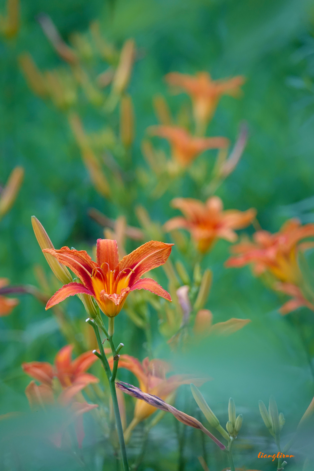 忘忧草又名母亲花