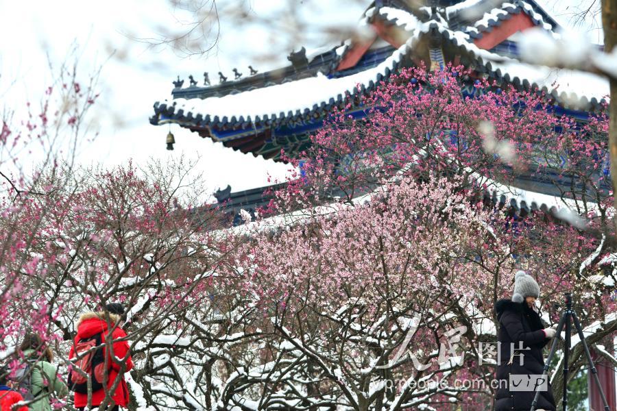 2021年香雪公园梅花节图片