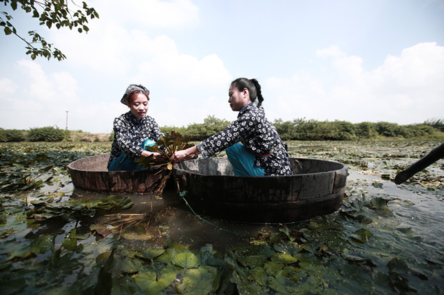 "划着船儿采红菱呀采红菱!" 菱湖镇以"菱"为媒助力乡村振兴