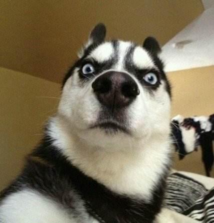 主人带二哈回农村老家,半天不到村子都乱套了!主人一看哭笑不得