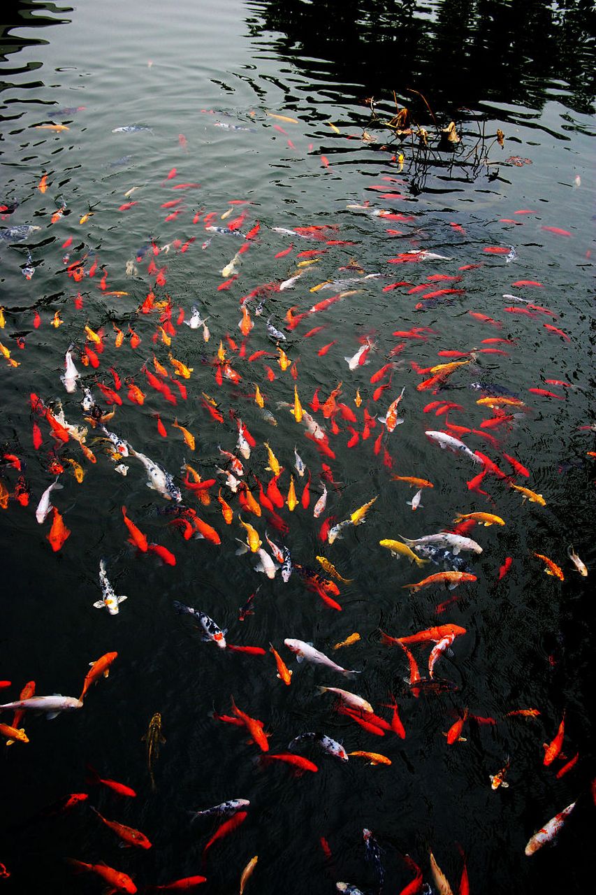 锦鲤在荷塘中欢快地跃动,倒映出池塘的美景.