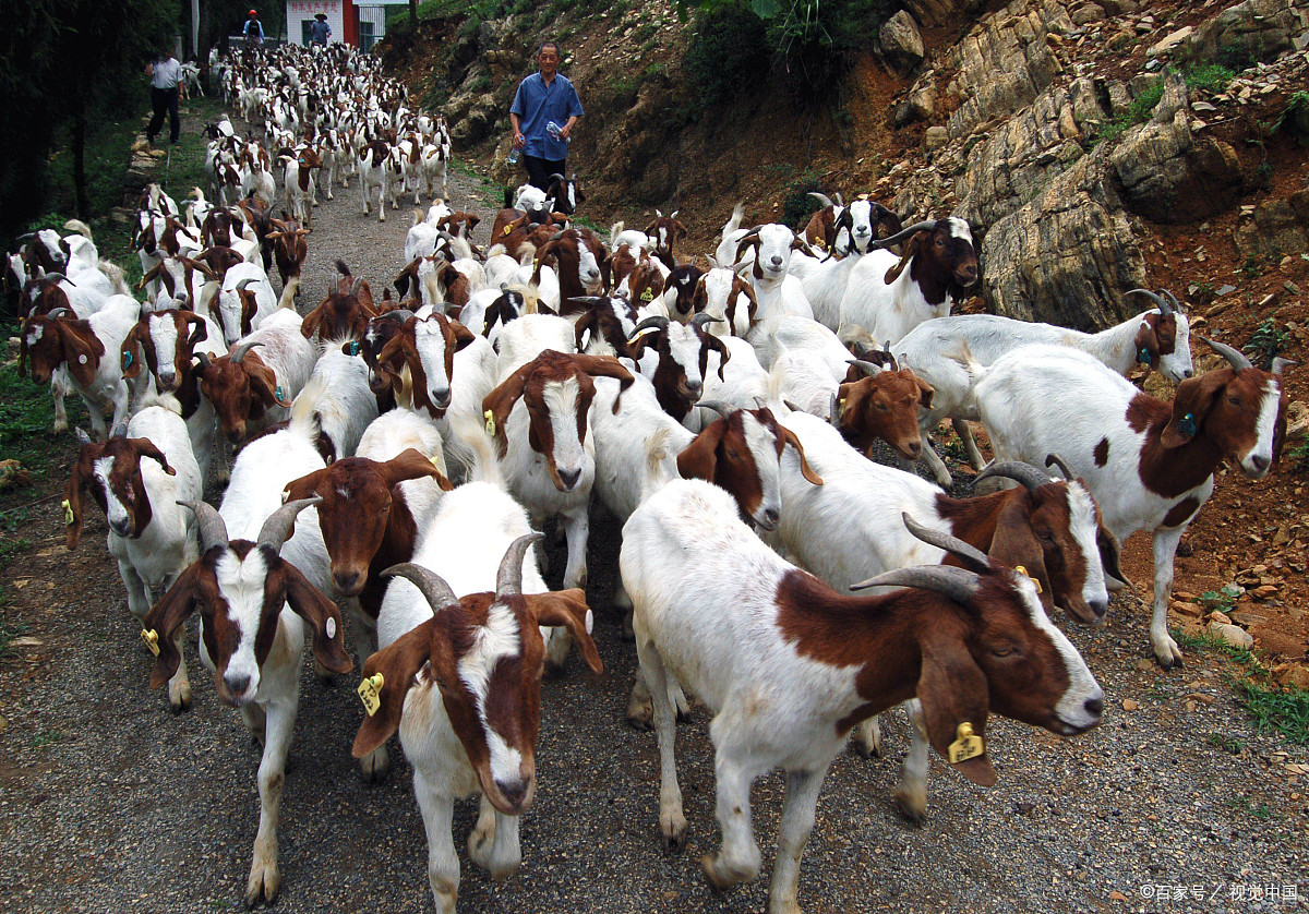 精品纯种波尔山羊