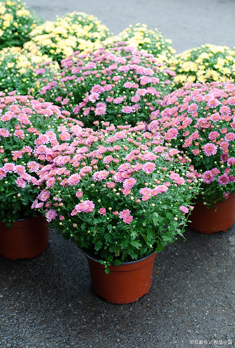 云南玛格丽特花盆栽:魅力独特,喜阳,植株大而饱满,满头花苞