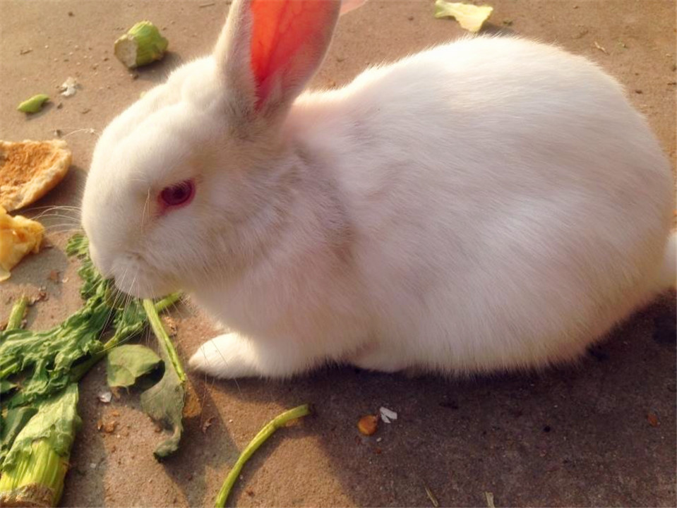日本大耳兔应该如何喂养?饮食方面注意这3方面