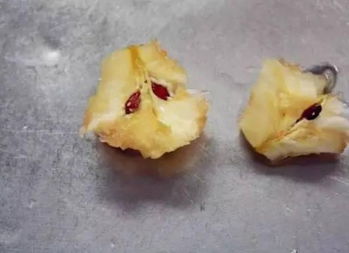 吃剩的苹果核别扔,种子取出来做成小盆栽,这玩意能活好久!