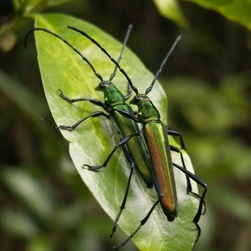 光盾绿天牛你真的了解吗?光盾绿天牛知识科普
