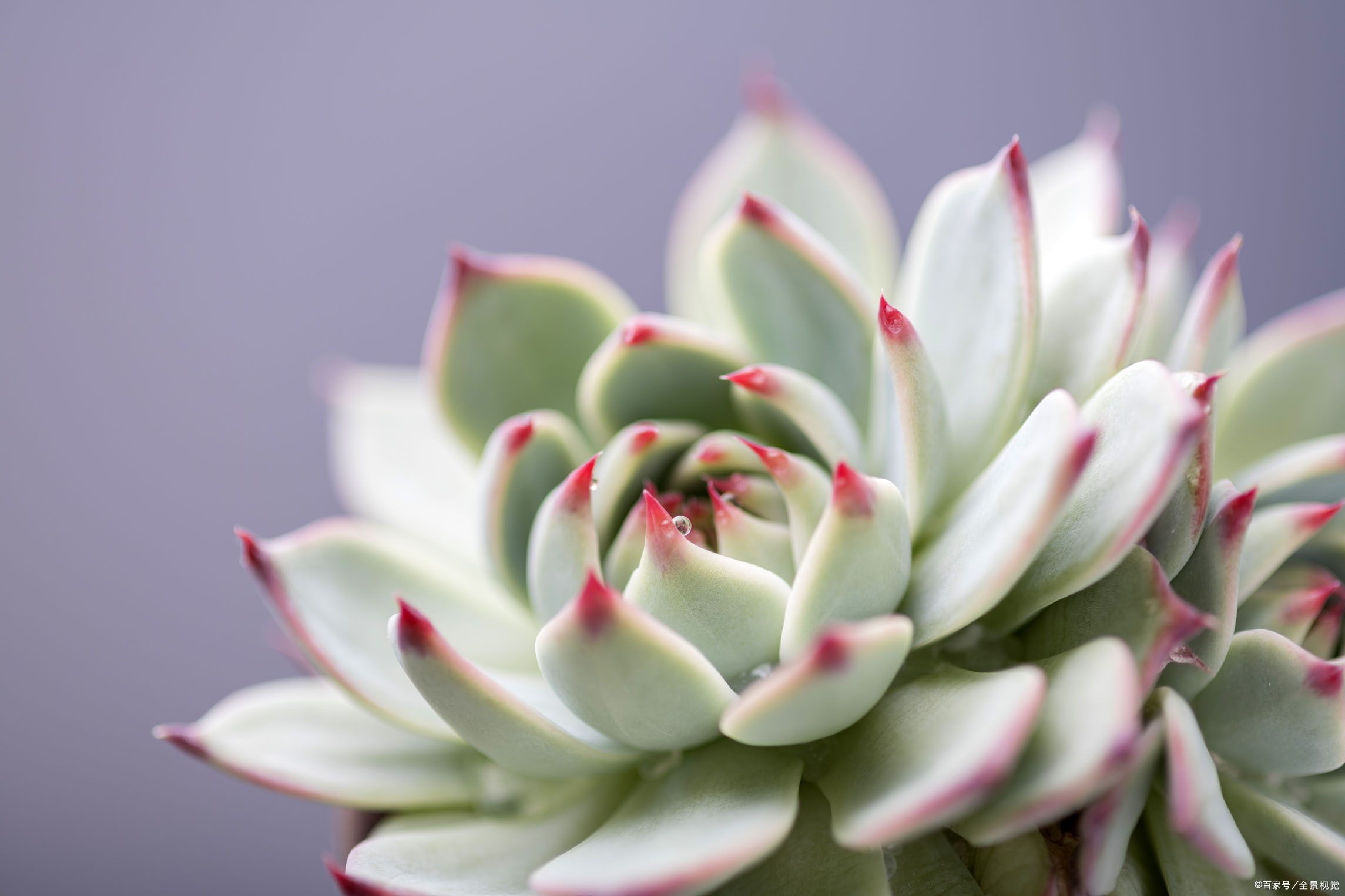 不翼而飞的多肉植物