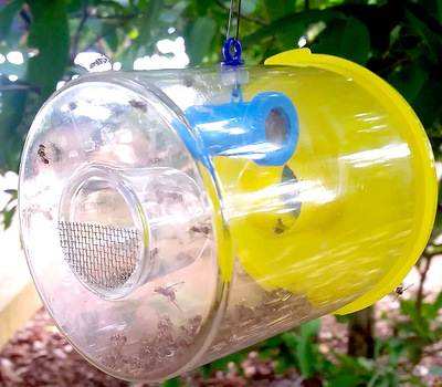 果蝇天敌,专杀针蜂 | 针蜂诱捕器的操作方法有哪些?