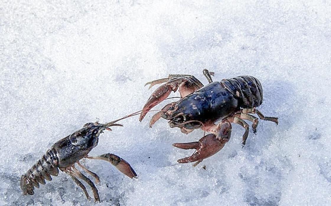 蝲蛄虾的样子看上去跟龙虾差不多,只不过蝲蛄虾的身体是灰绿色的,个头