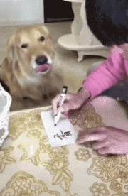 爆笑gif:哥们,别来回转悠了,你还是会掉下去的