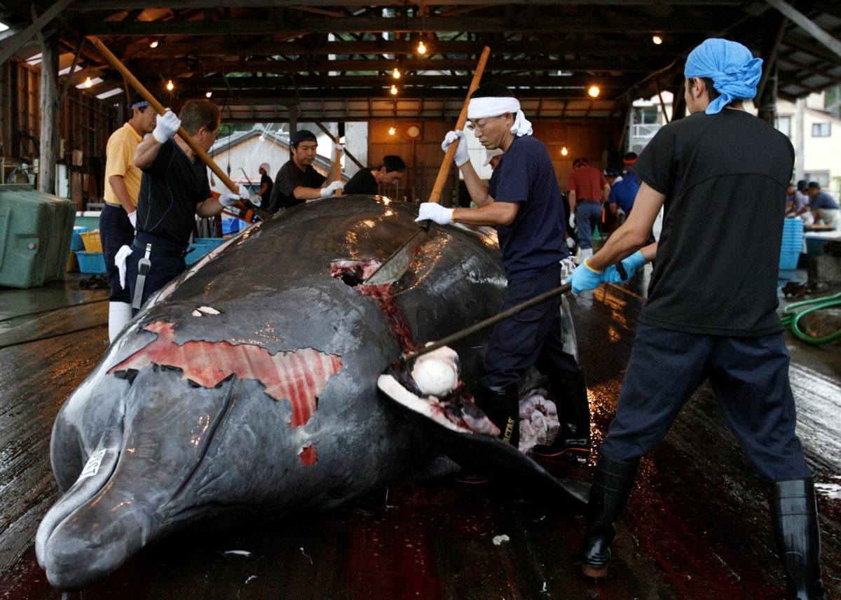 日本决意重启商业捕鲸赔上国际声誉,血染海豚湾将会重演