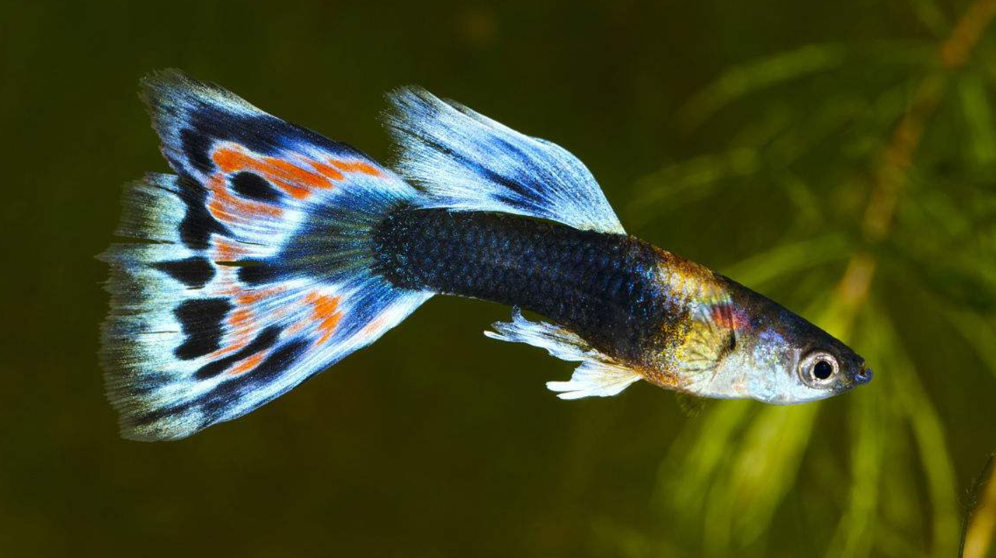 家養孔雀魚的品種知識介紹,學會更好地進行選擇