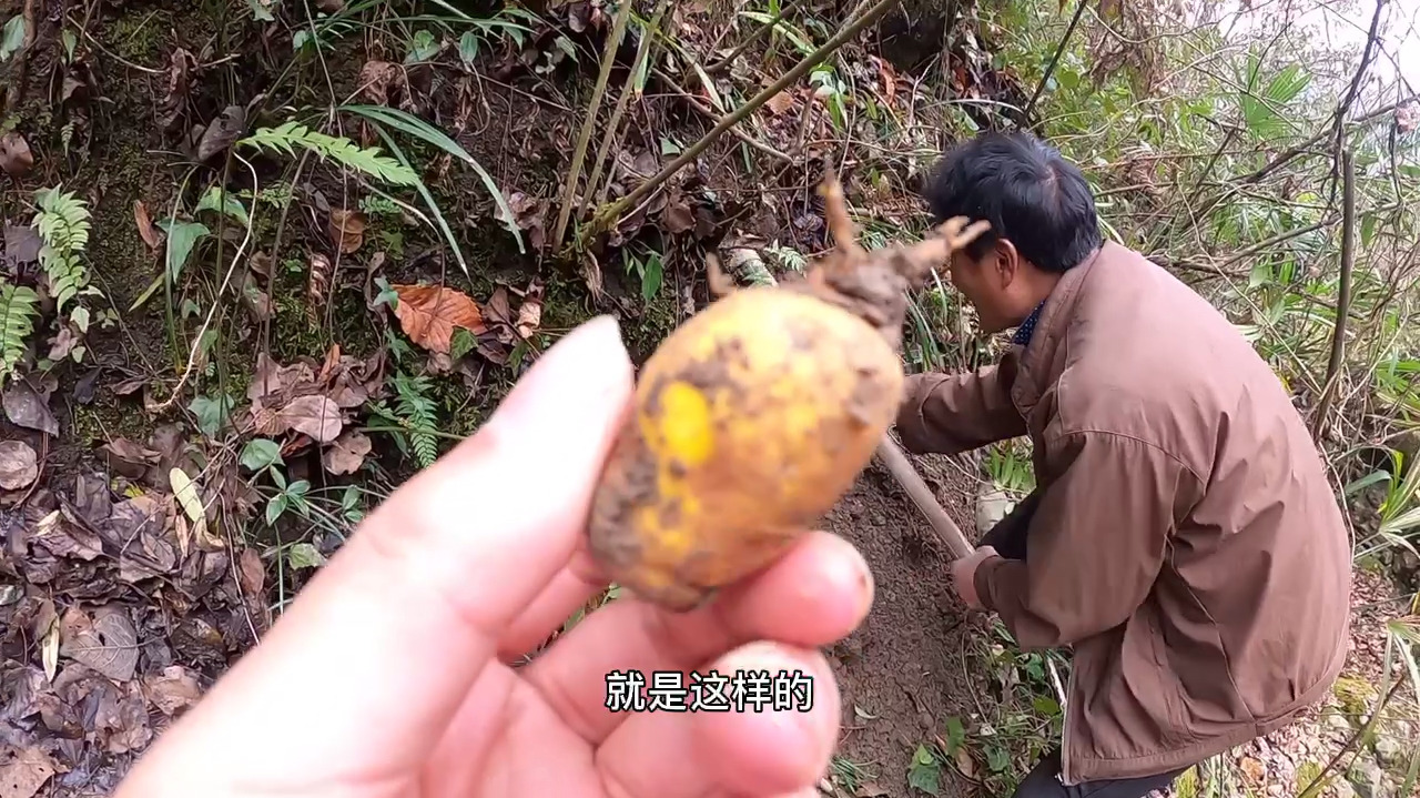 大山深处的宝藏,各种草药虽叫不上名儿,功效却一点也不比西药差