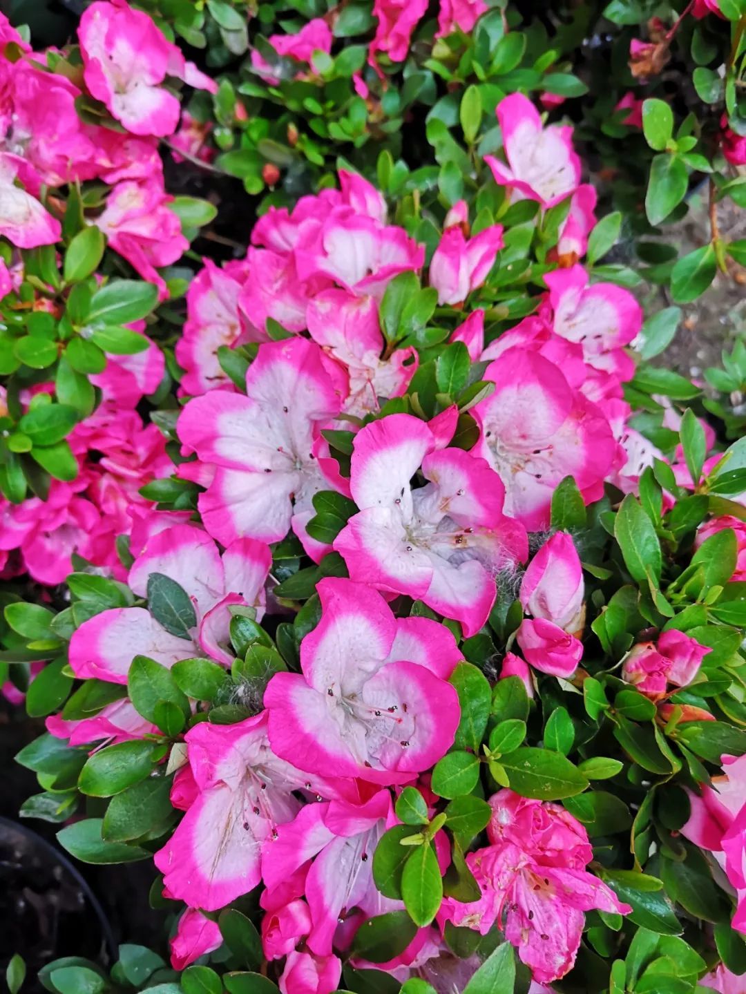 上海植物园美丽夏鹃将助力崇明花博会