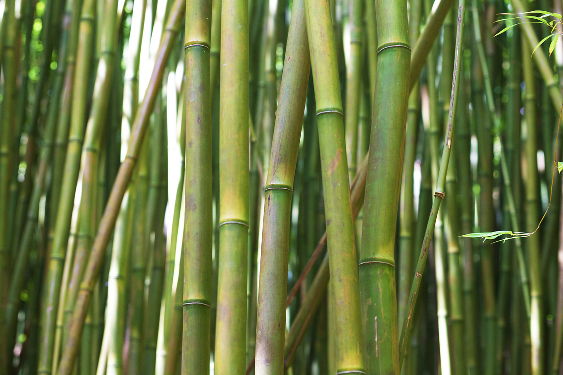 广宁地处粤西北部,绥江中游,属于南亚热带北缘,这里的环境气候非常