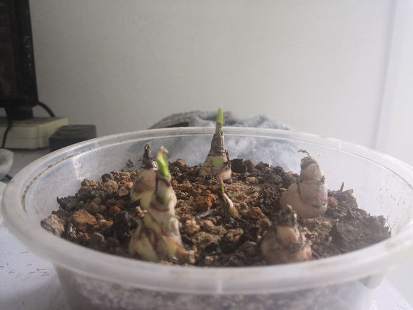 闲着无聊买了些曼珠沙华的种子,已经生根发芽了,会顺利长大吗?