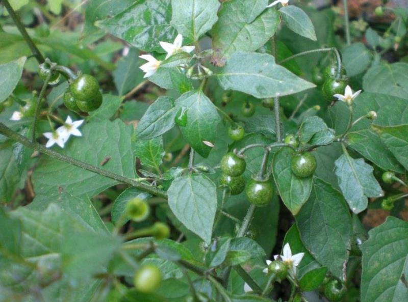 农村这种野菜,果实很像一颗颗黑星星,其实它散瘀消肿价值高