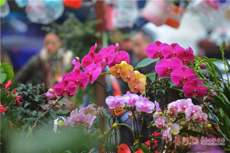 青岛:满庭花香迎春节