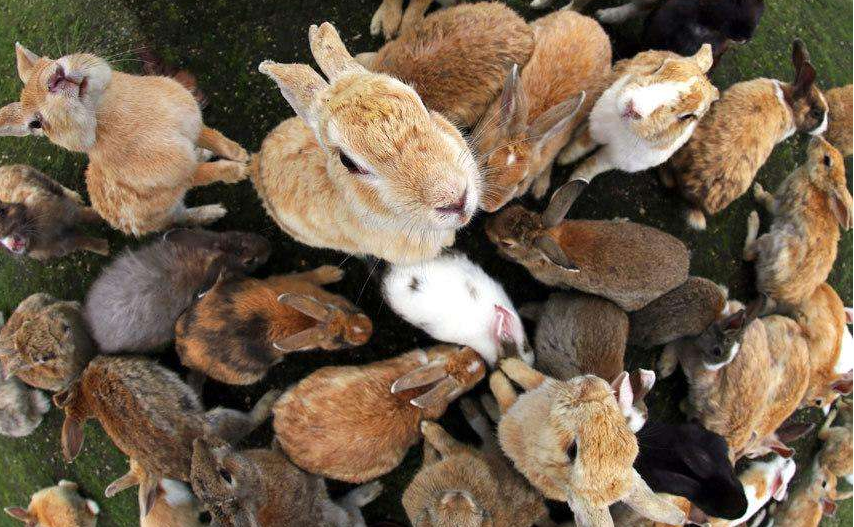 兔窟 baijiahao.baidu.com