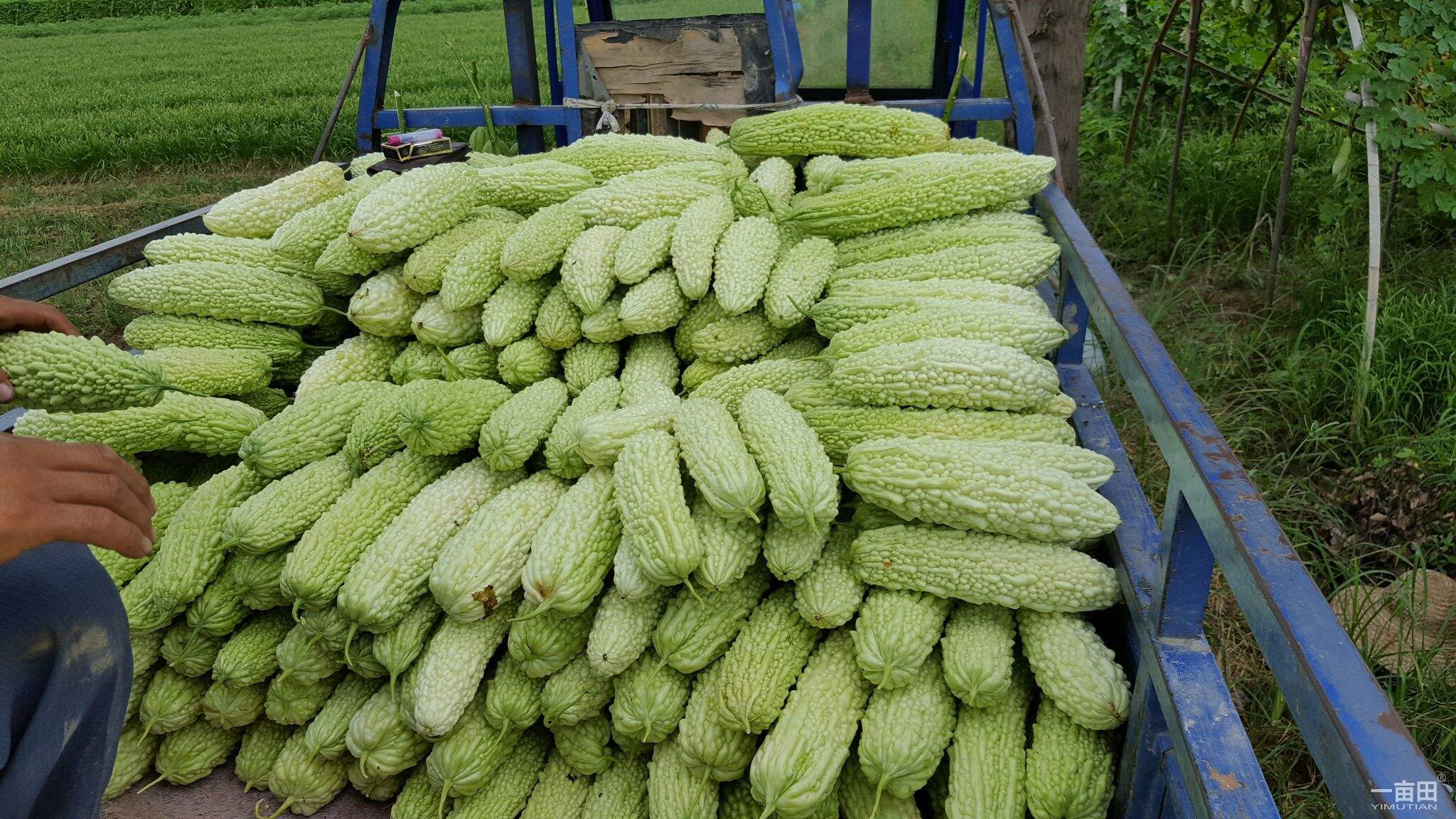 苦瓜- 热门商品专区