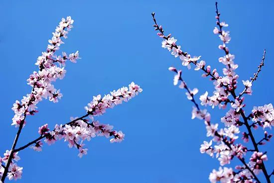 五塔寺,大召寺,席力圖召,烏蘭夫故居紅色旅遊區 ,烏素圖森林旅遊開發