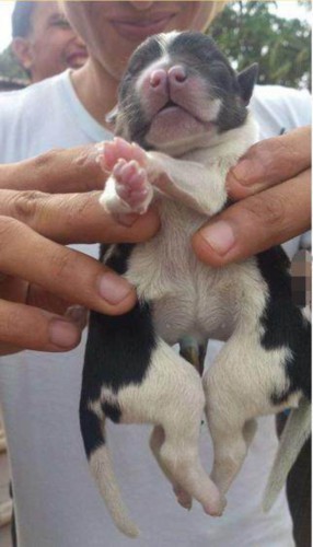 小岛上诞生了一只蜘蛛狗,但在医疗条件下它努力求生意志令人心酸!