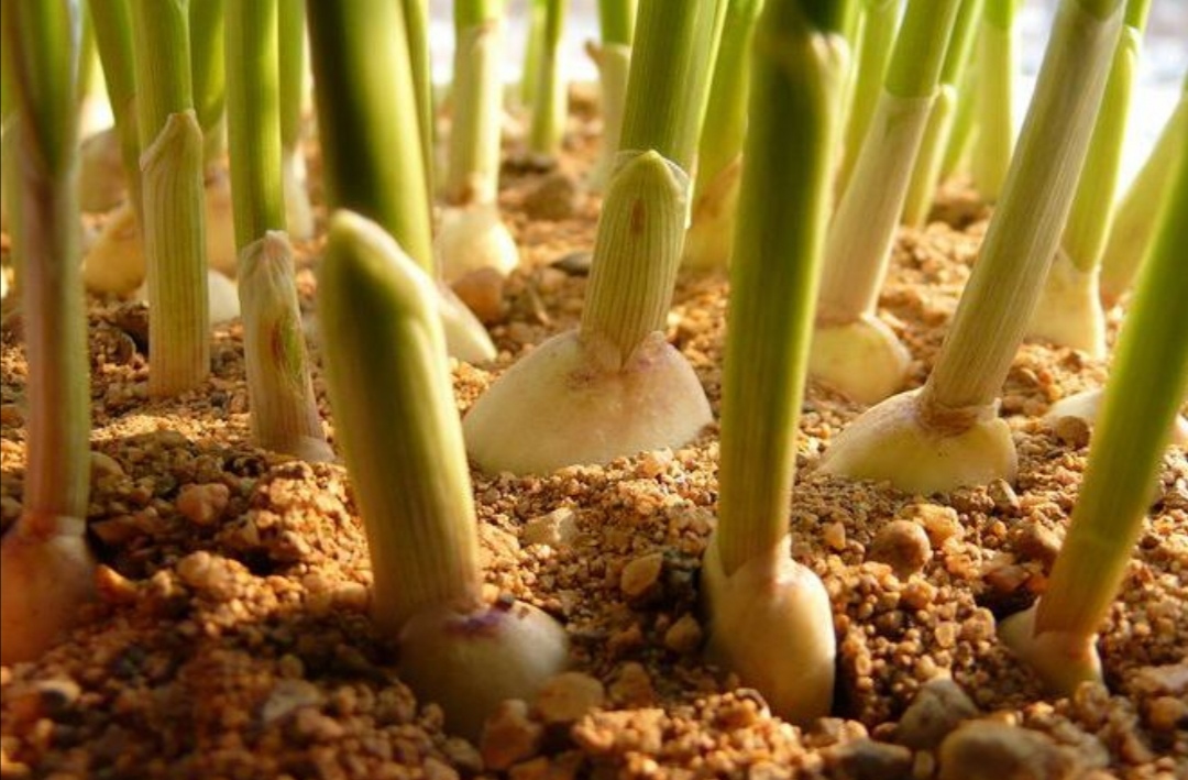 蒜苗- 热门商品专区