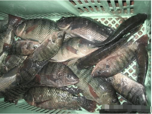 它有丰富的蛋白源,却被称为大粪鱼,广东人常吃!