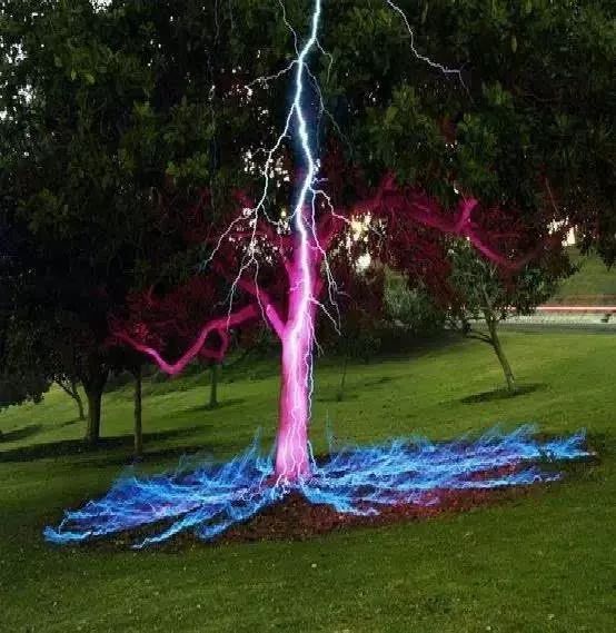 闪电劈树图片