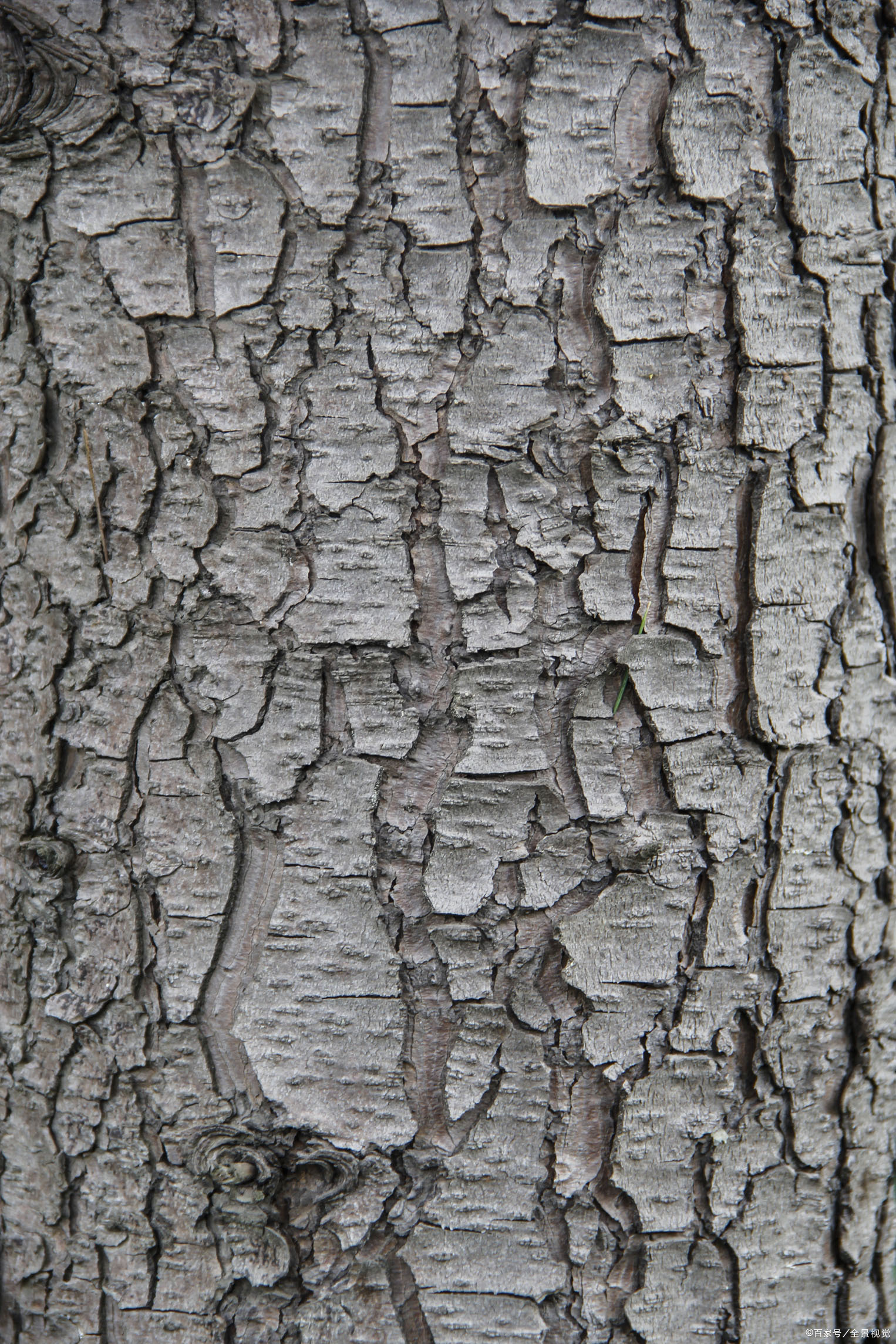 油松的树皮图片
