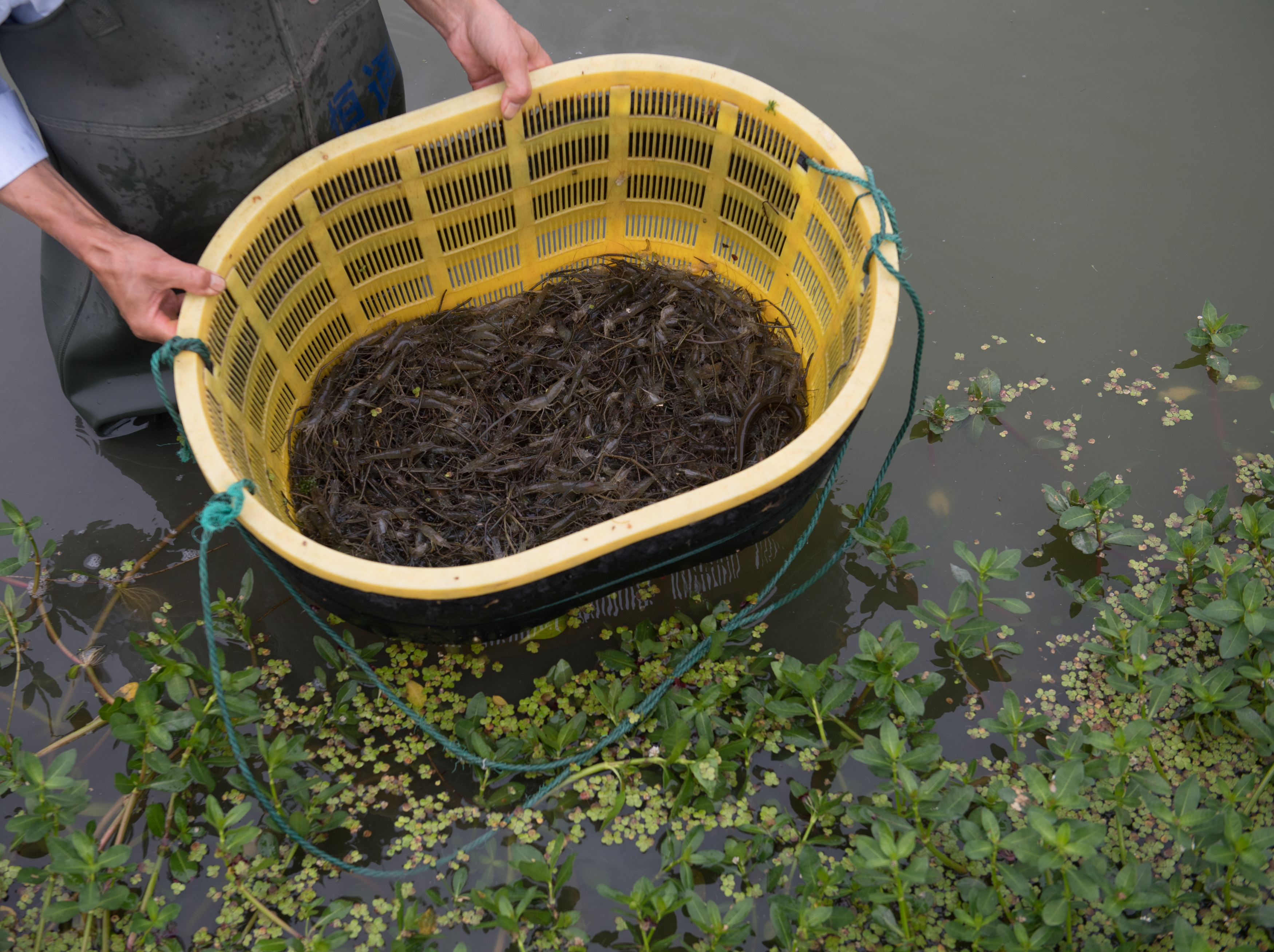 新华社照片,湖州(浙江),2019年6月1日     青虾