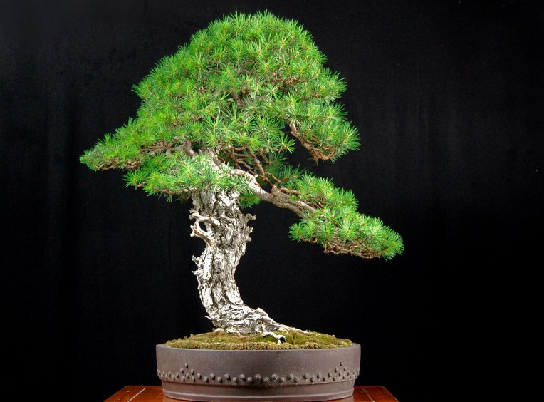 家居养花:往花盆加点这东西,再也不会烂根黄叶,很容易爆盆!